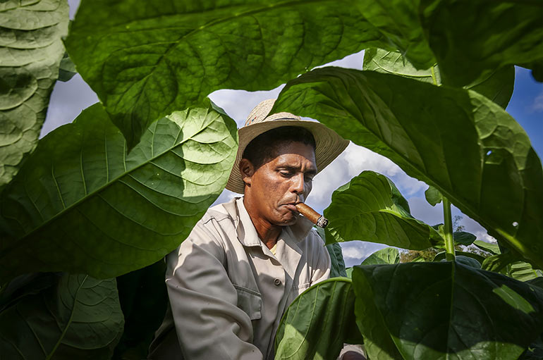 Tobacco harvest in Viñales, Cuba.