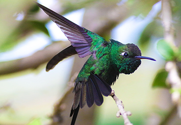 Cuban Emerald hummingbird 