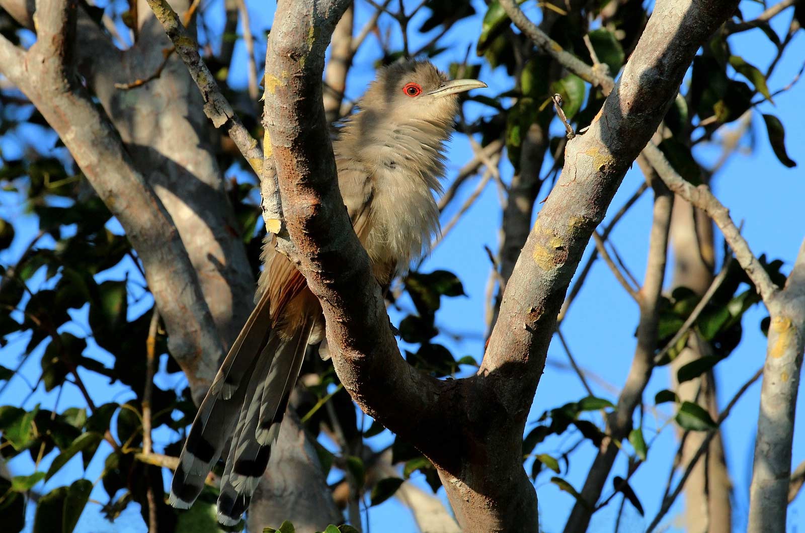 Birds of Cuba – An Internet Field Guide to Rare Cuban Birds