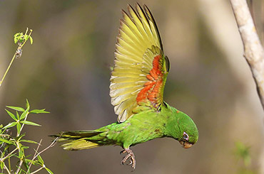 Cuban Parakeet.