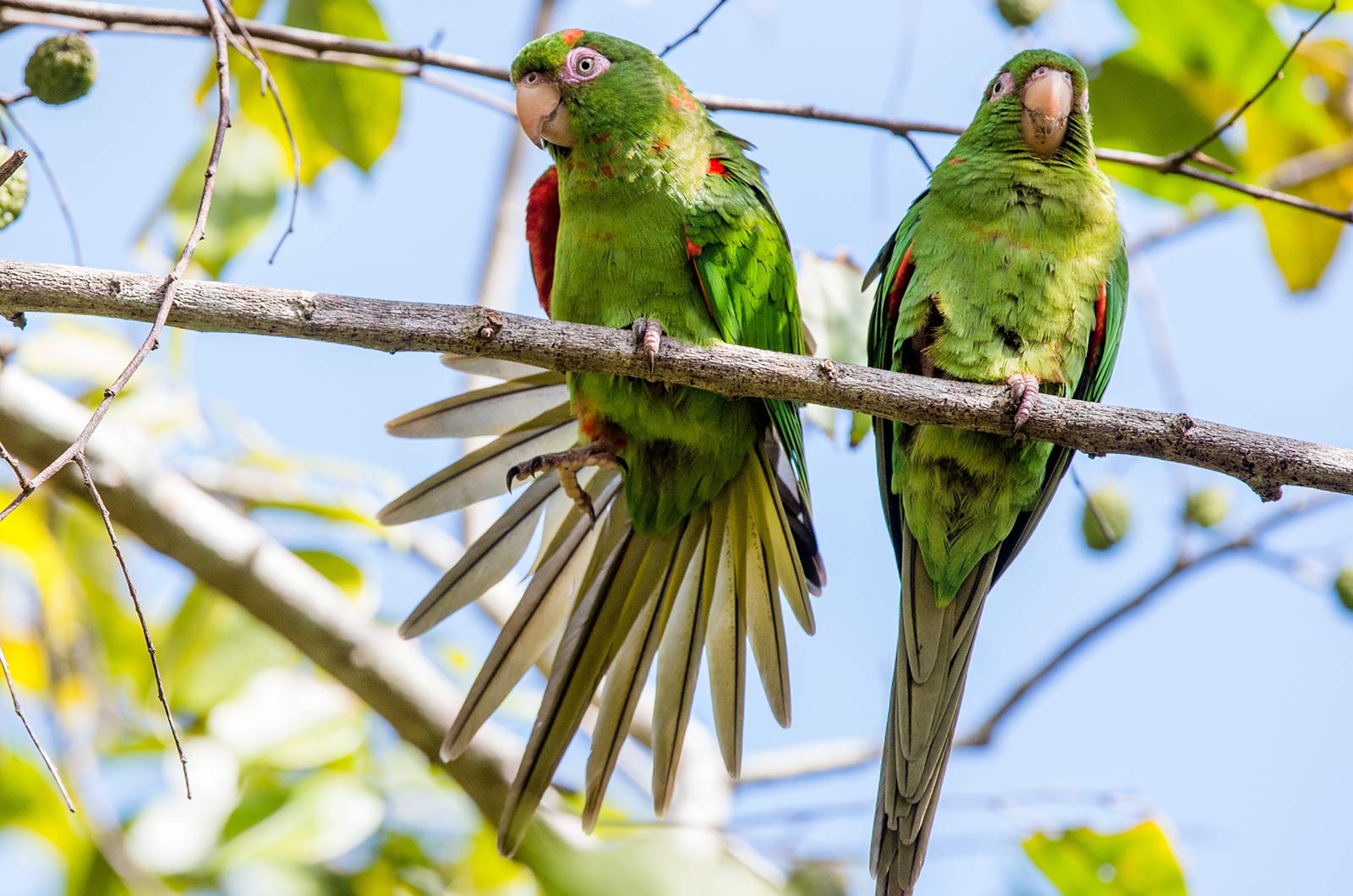 Birds Of Cuba – An Internet Field Guide To Rare Cuban Birds