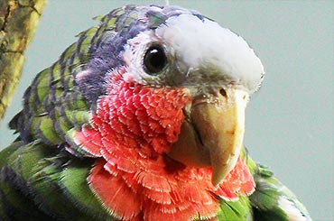 Cuban Parrot.
