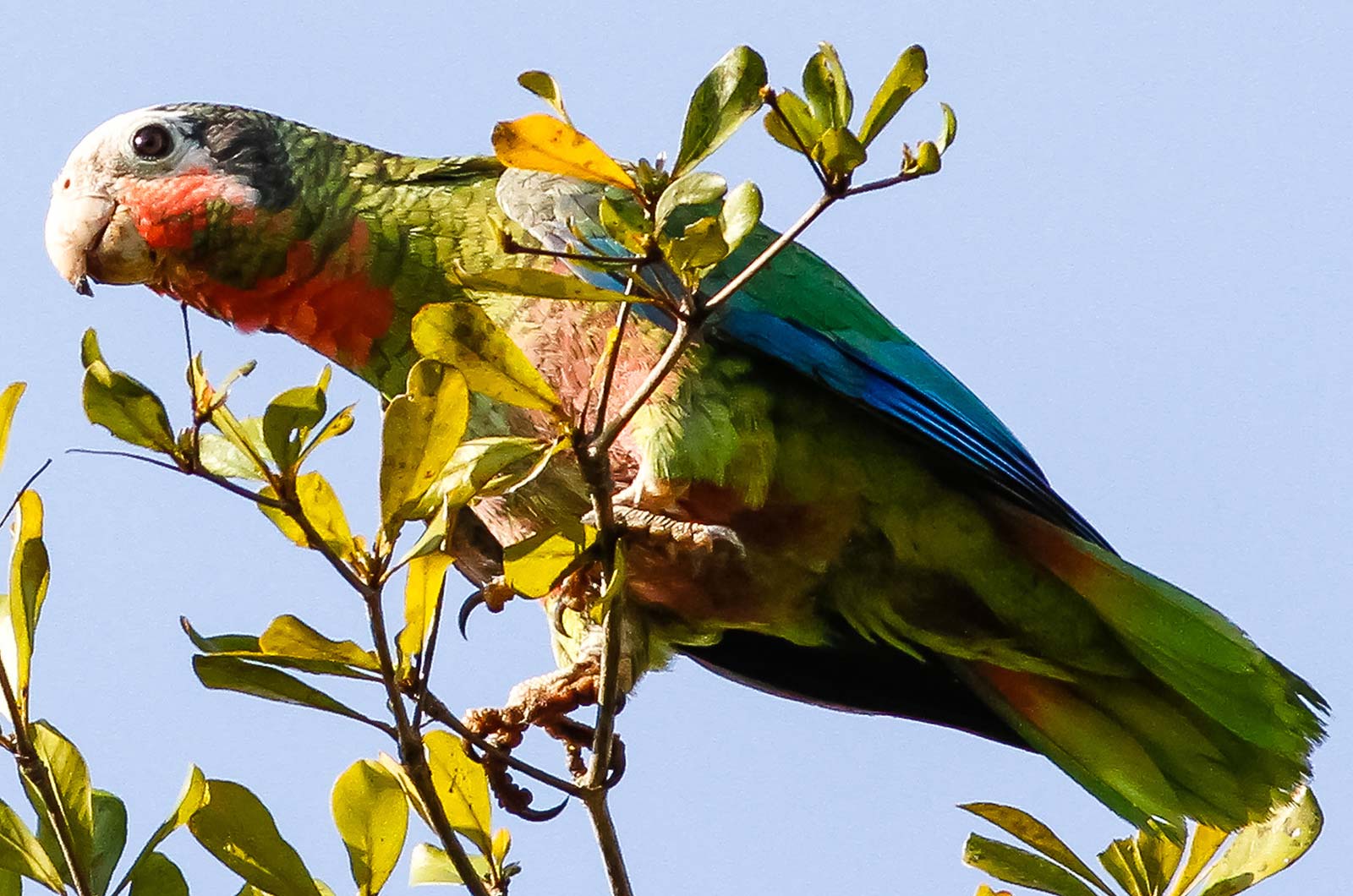 Birds Of Cuba – An Internet Field Guide To Rare Cuban Birds