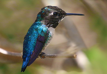 Adult male bee hummingbird native to Cuba.