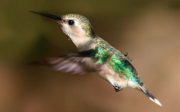 Adult male bee hummingbird native to Cuba.
